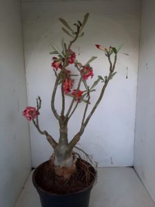 LEILÃO Nº 460 - Imagem 10