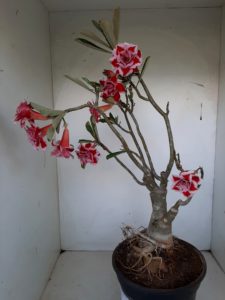 LEILÃO Nº 460 - Imagem 9