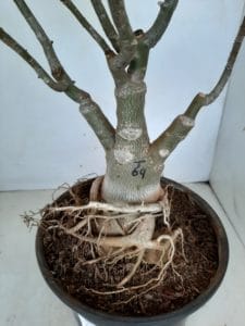 LEILÃO Nº 460 - Imagem 8