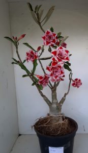 LEILÃO Nº 460 - Imagem 7