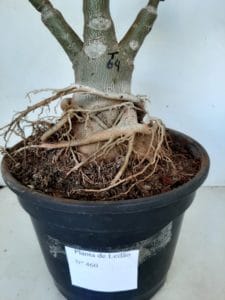 LEILÃO Nº 460 - Imagem 13