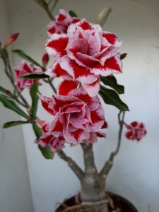 LEILÃO Nº 460 - Imagem 5