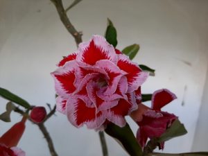 LEILÃO Nº 460 - Imagem 6