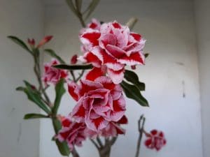 LEILÃO Nº 460 - Imagem 4