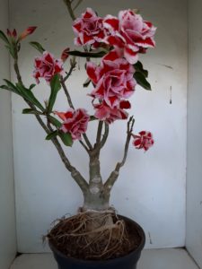 LEILÃO Nº 460 - Imagem 12