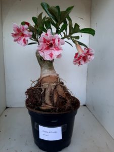 LEILÃO Nº 462 - Imagem 2