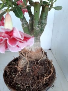 LEILÃO Nº 462 - Imagem 6