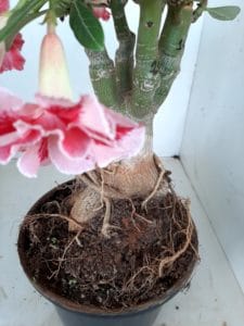 LEILÃO Nº 462 - Imagem 5