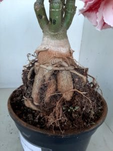 LEILÃO Nº 462 - Imagem 9