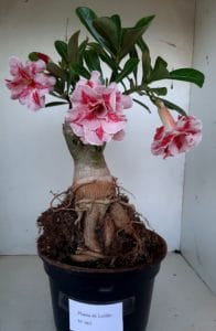 LEILÃO Nº 462 - Imagem 14