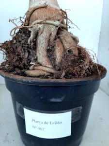 LEILÃO Nº 462 - Imagem 13