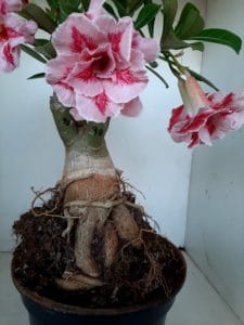 LEILÃO Nº 462 - Imagem 4