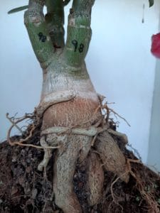 LEILÃO Nº 462 - Imagem 12