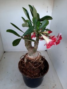 LEILÃO Nº 462 - Imagem 11