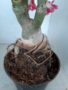 LEILÃO Nº 462 - Imagem 10