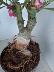 LEILÃO Nº 462 - Imagem 8