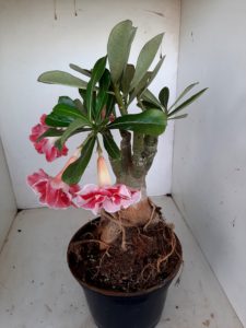 LEILÃO Nº 462 - Imagem 7