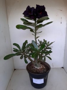 LEILÃO Nº 464 - Imagem 2