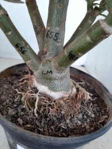 LEILÃO Nº 464 - Imagem 6