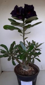 LEILÃO Nº 464 - Imagem 4