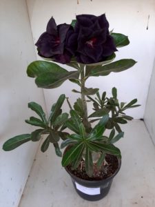 LEILÃO Nº 464 - Imagem 5