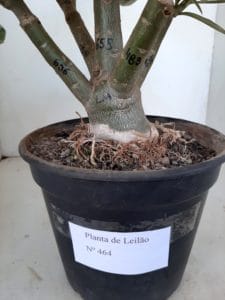 LEILÃO Nº 464 - Imagem 15