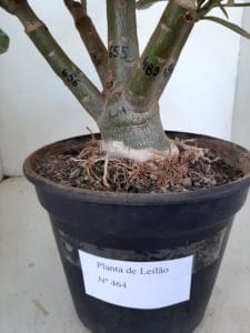 LEILÃO Nº 464 - Imagem 14