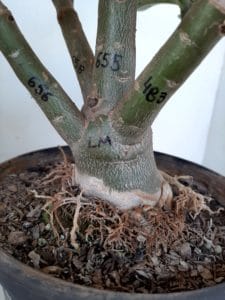 LEILÃO Nº 464 - Imagem 13