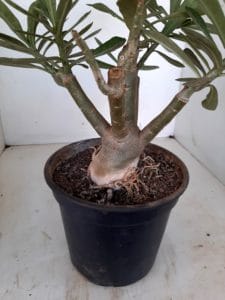 LEILÃO Nº 464 - Imagem 10