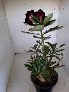 LEILÃO Nº 464 - Imagem 9