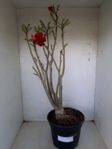 Planta Dobrada 1026 – 55cm – 04 anos