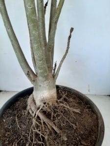 Planta Dobrada 1026 – 55cm – 04 anos - Imagem 7