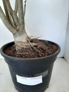 Planta Dobrada 1026 – 55cm – 04 anos - Imagem 13