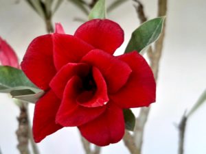 Planta Dobrada 1026 – 55cm – 04 anos - Imagem 3