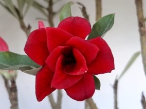 Planta Dobrada 1026 – 55cm – 04 anos - Imagem 4