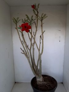 Planta Dobrada 1026 – 55cm – 04 anos - Imagem 5