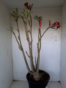 Planta Dobrada 1026 – 55cm – 04 anos - Imagem 12