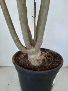 Planta Dobrada 1026 – 55cm – 04 anos - Imagem 11