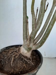 Planta Dobrada 1026 – 55cm – 04 anos - Imagem 9