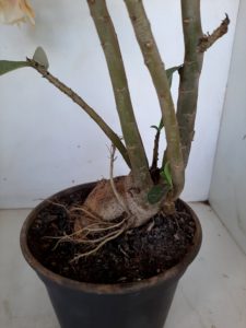 LEILÃO Nº 468 - Imagem 8