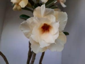 LEILÃO Nº 468 - Imagem 7