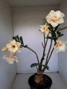 LEILÃO Nº 468 - Imagem 5