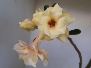 LEILÃO Nº 468 - Imagem 3