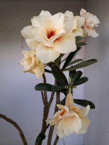 LEILÃO Nº 468 - Imagem 4