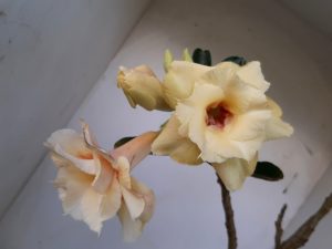 LEILÃO Nº 468 - Imagem 9