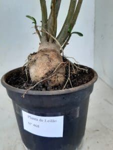 LEILÃO Nº 468 - Imagem 15