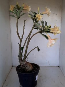 LEILÃO Nº 468 - Imagem 14