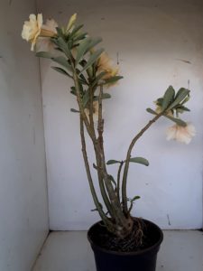 LEILÃO Nº 468 - Imagem 13