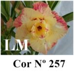 LEILÃO Nº 479 - Imagem 15