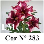 ENXERTO COR LM 283